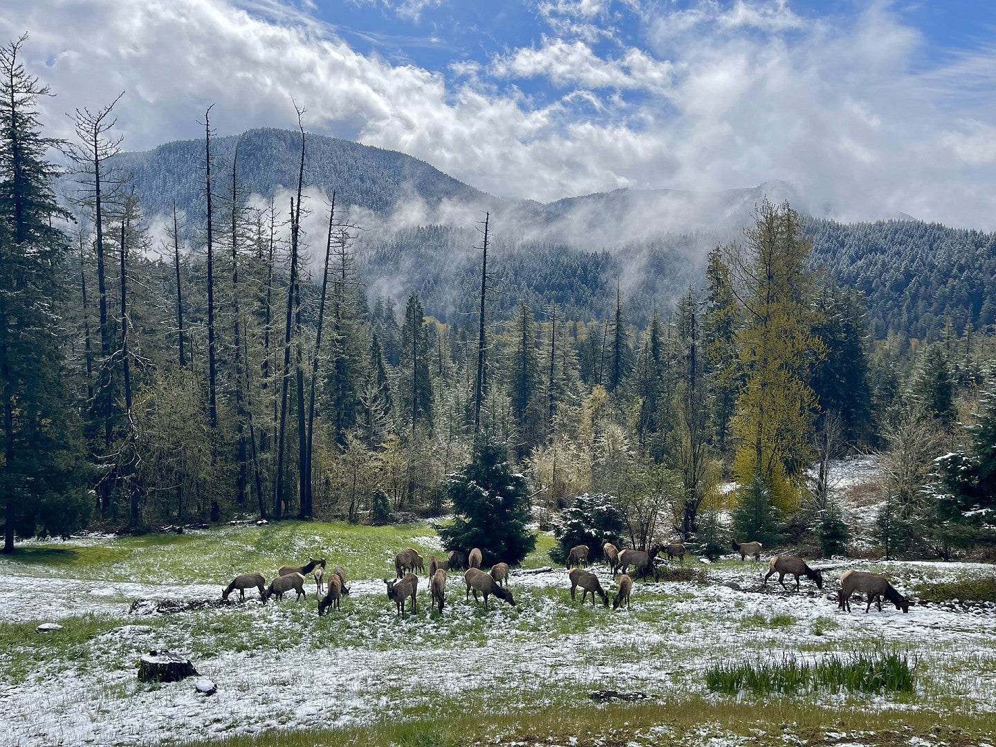 Elk herd among trees and body of water in Oakridge, Oregon