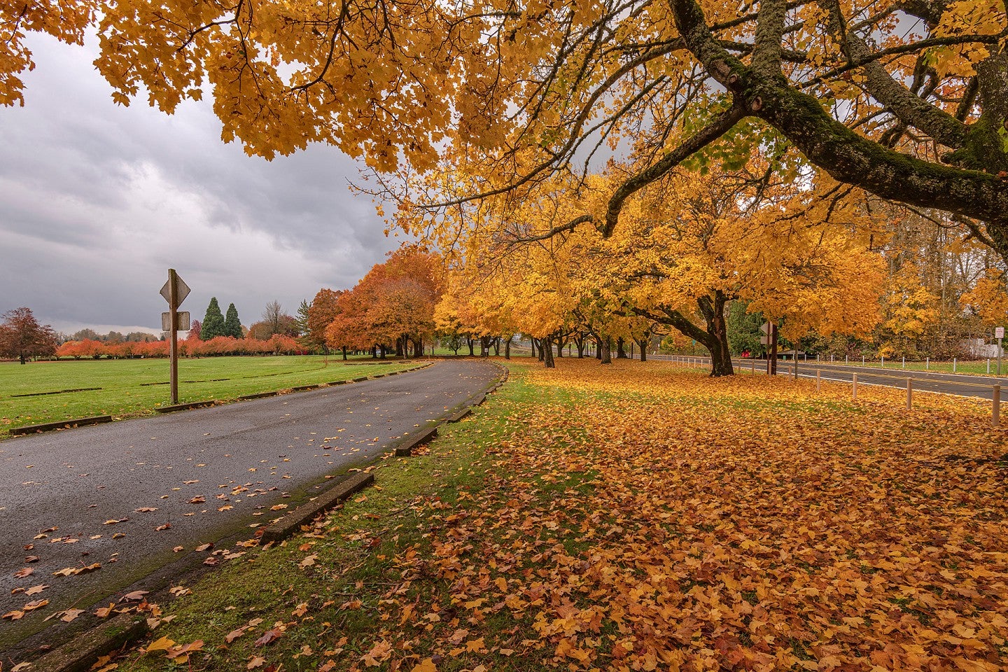 Golden Autumn in a public park Gresham Oregon