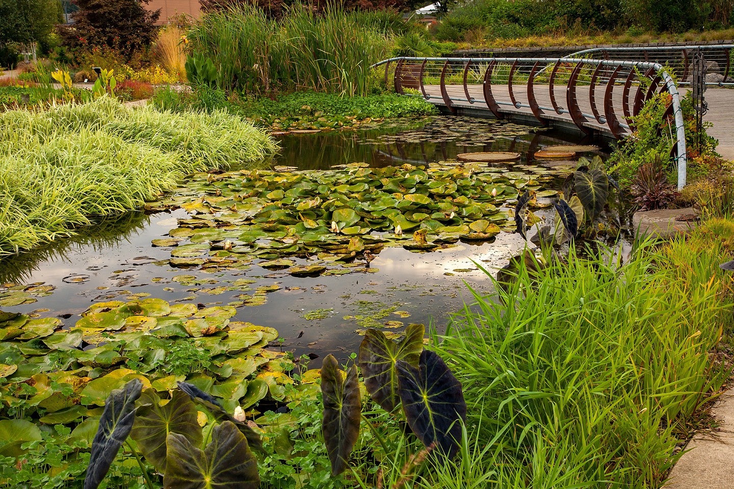 A bridge over a pond and wetland at the Oregon Garden, Silverton, Oregon