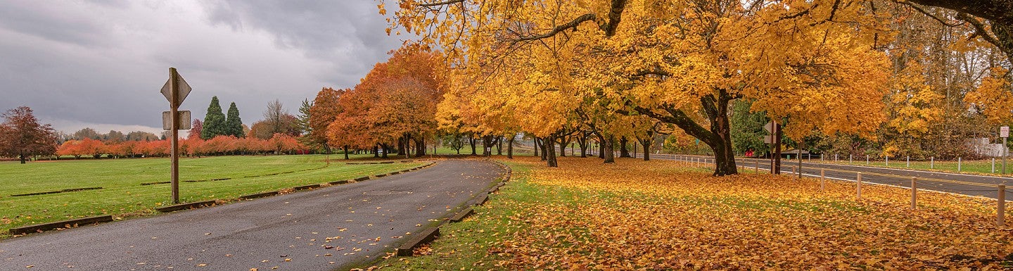 Golden Autumn in a public park Gresham Oregon