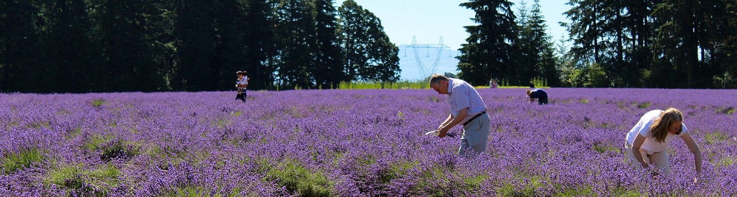 People pick lavender from a field in Estacada