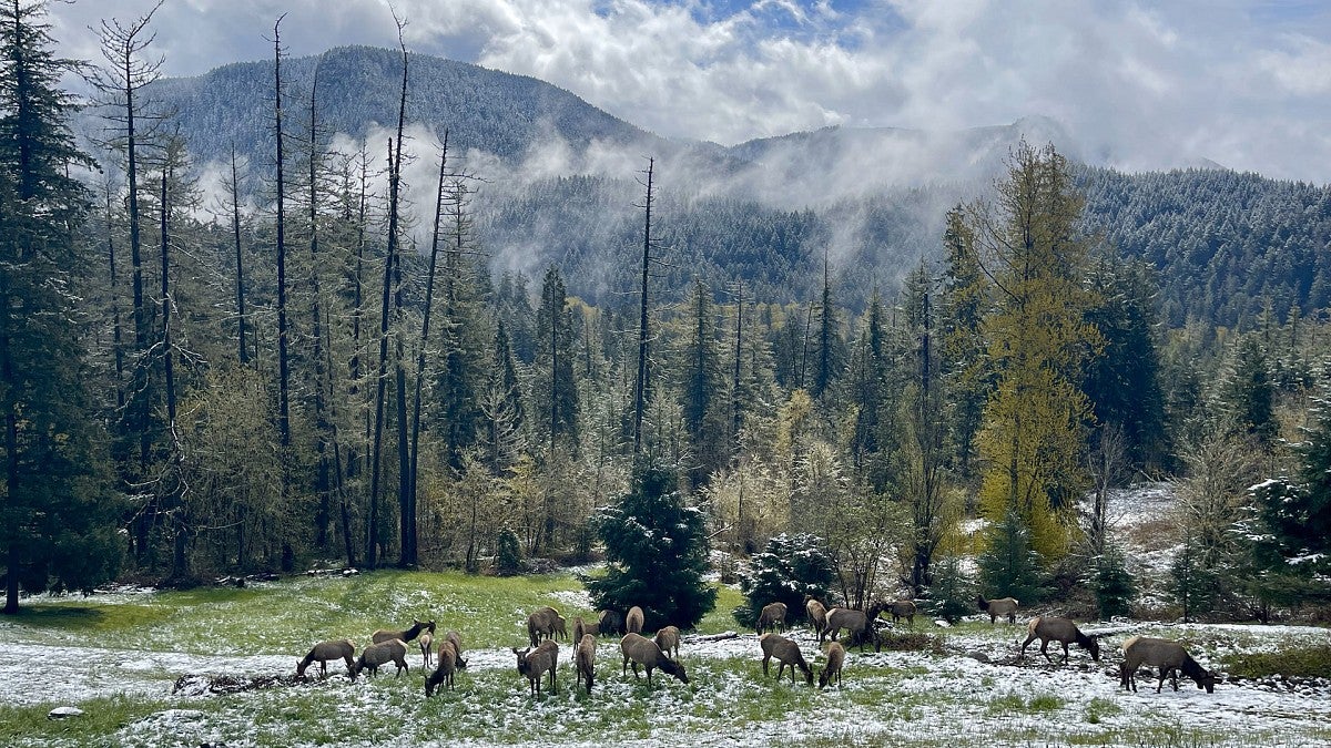 Elk herd among trees and body of water in Oakridge, Oregon