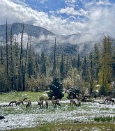 Elk herd among trees and body of water in Oakridge, Oregon